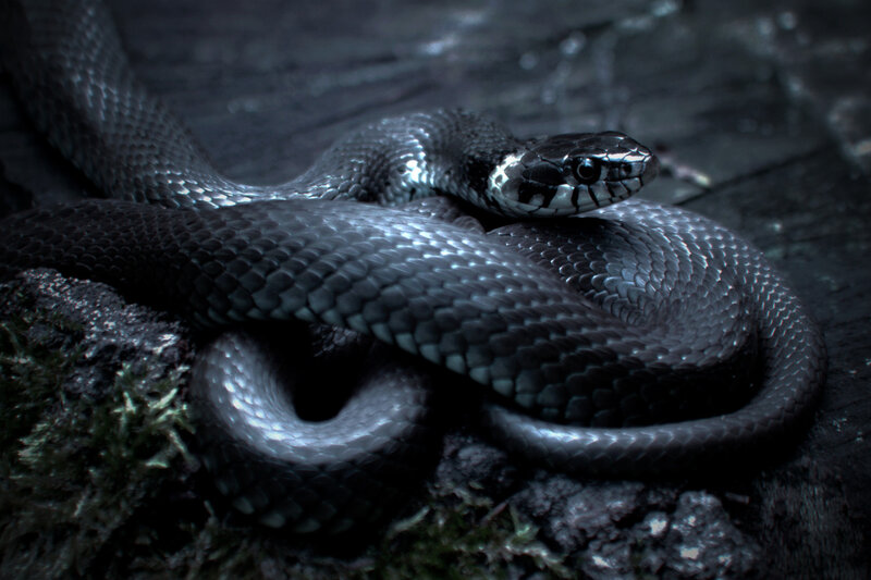 Coiled Black Snake — Dark, Night