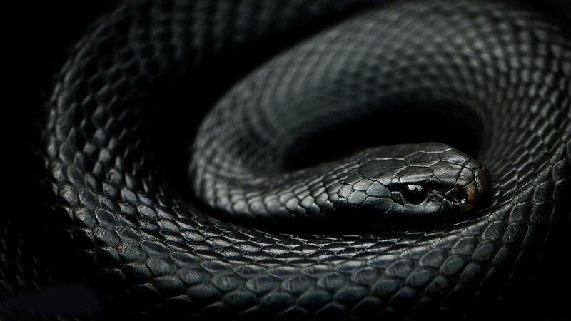 Coiled Black Snake — Dark