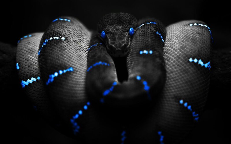 Coiled Black Snake — Dramatic, Night, Photograph