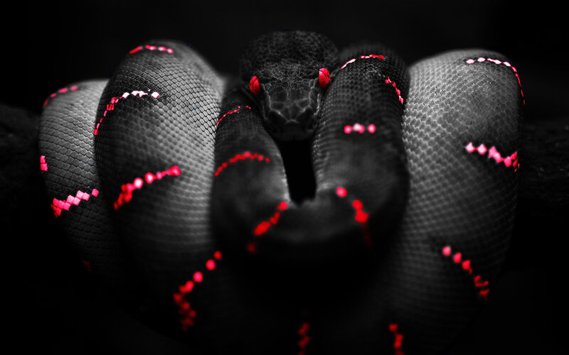 Coiled Black Snake — Dramatic, Photograph, Red Eyes