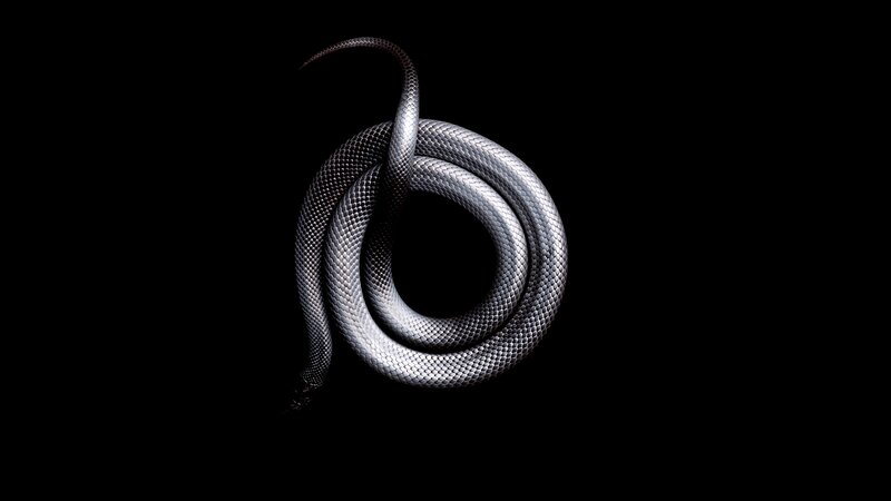 Coiled Black Snake — Dramatic, Photograph