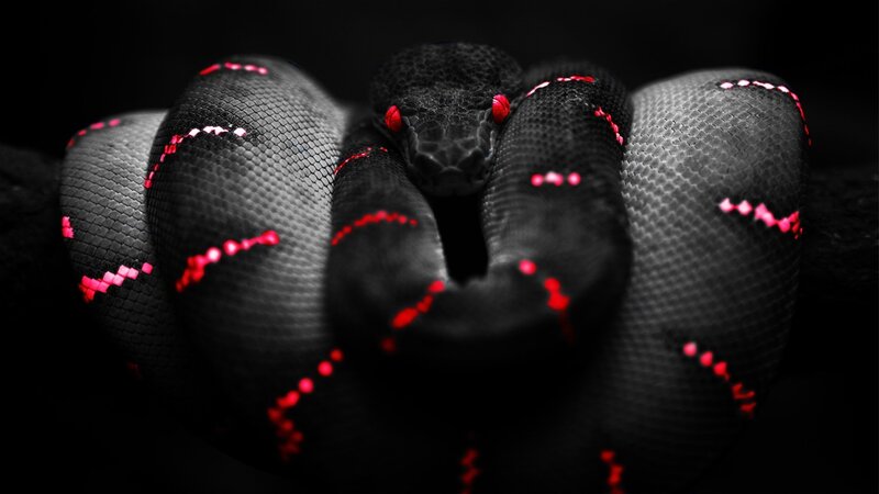 Coiled Black Snake — Dramatic