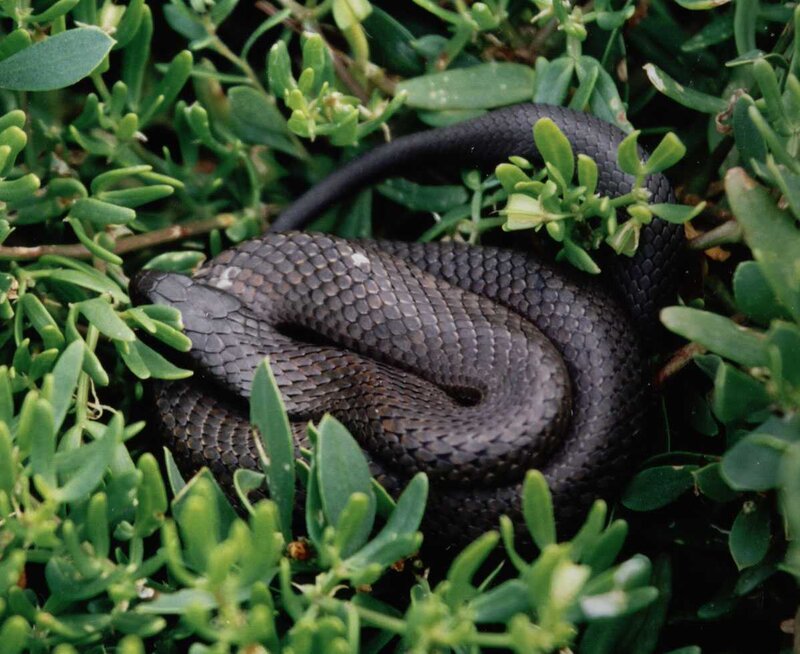 coiled black snake in foliage