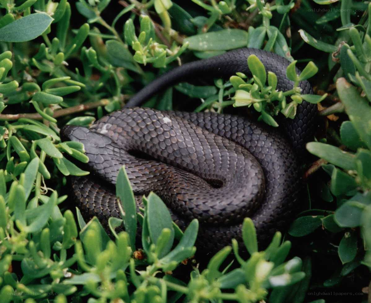coiled black snake in foliage