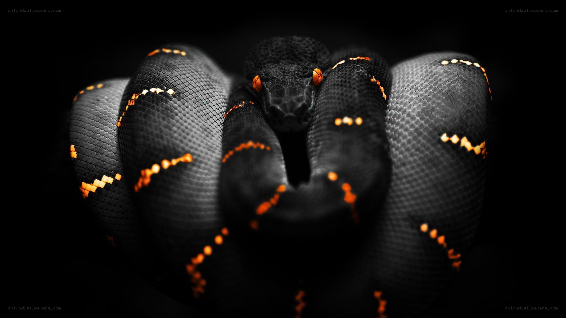 coiled black snake with orange markings