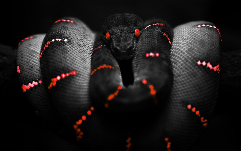 coiled black snake with red eyes