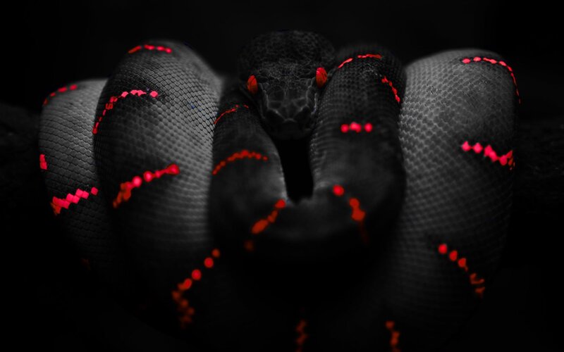 coiled black snake with red eyes