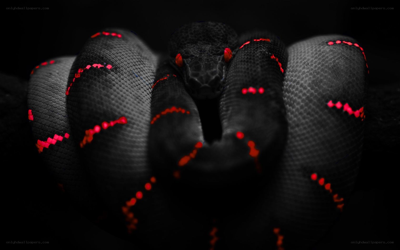 coiled black snake with red eyes