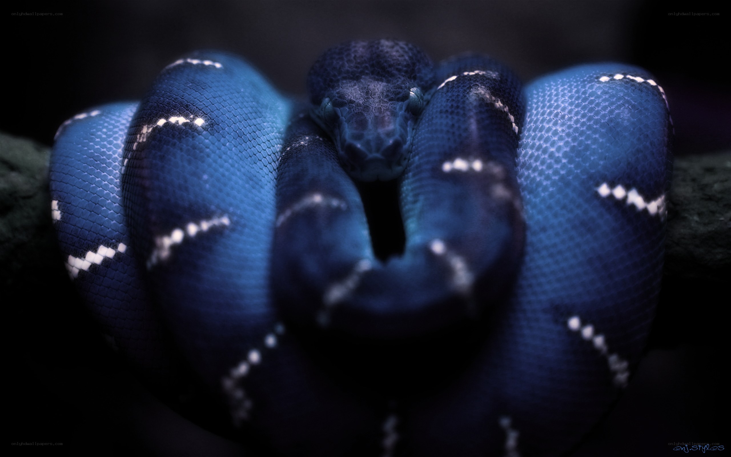 coiled blue snake