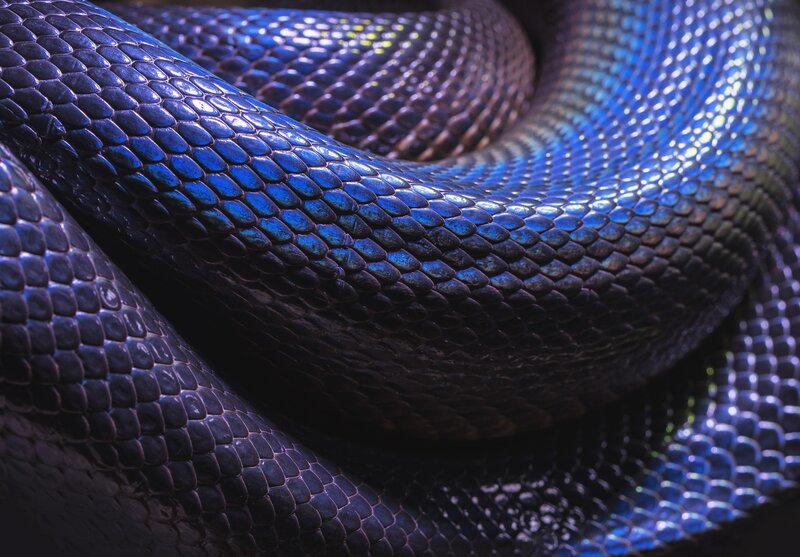 Coiled Blue Snake — Dark