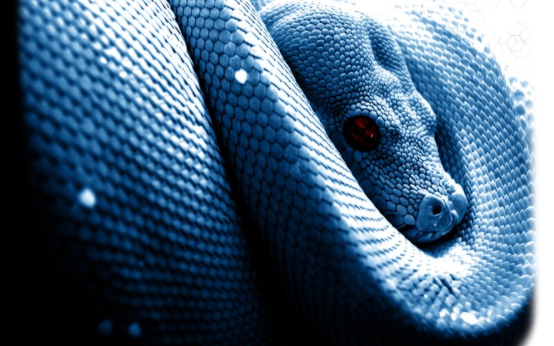 Coiled Blue Snake — Dramatic