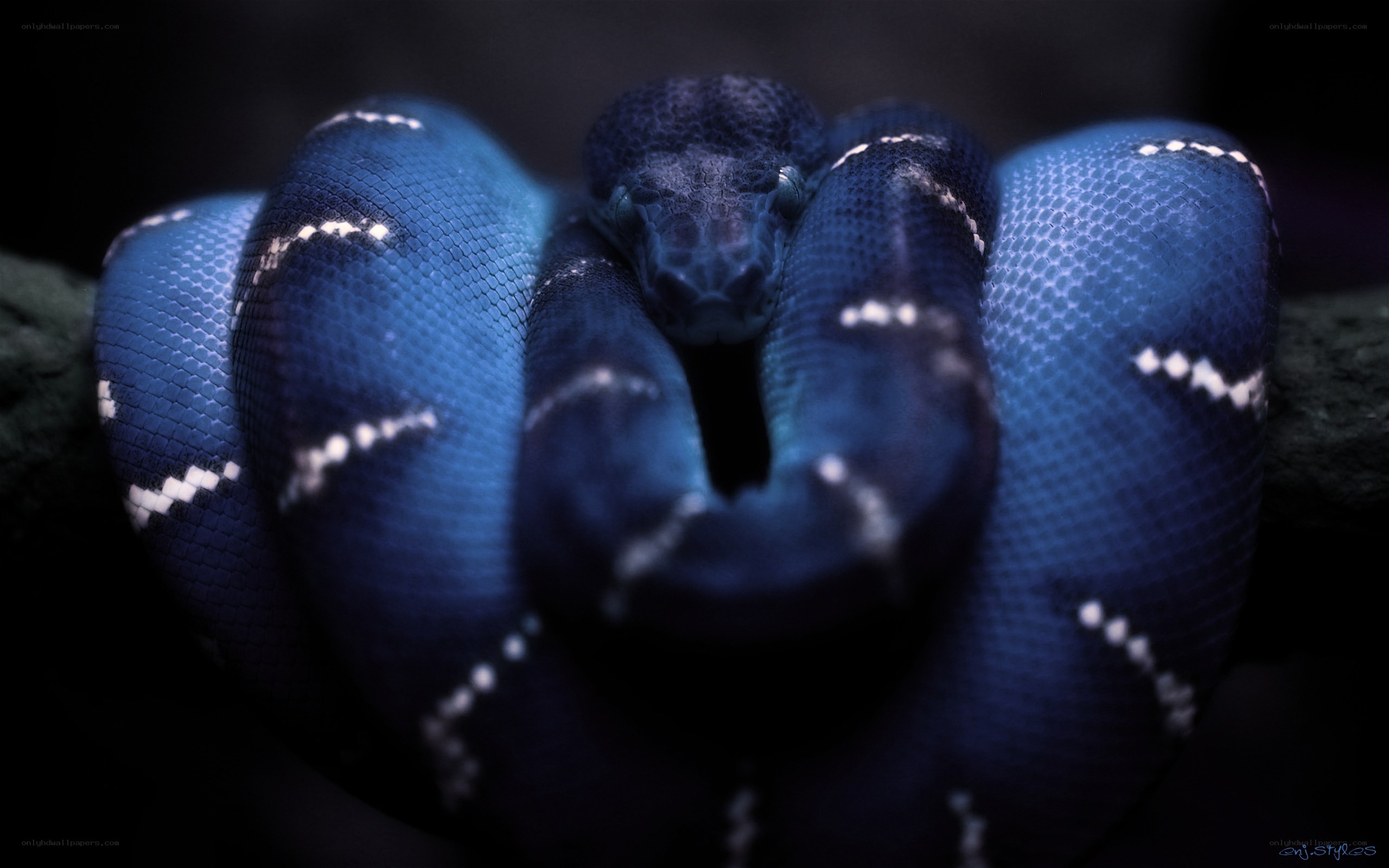 coiled blue snake on branch