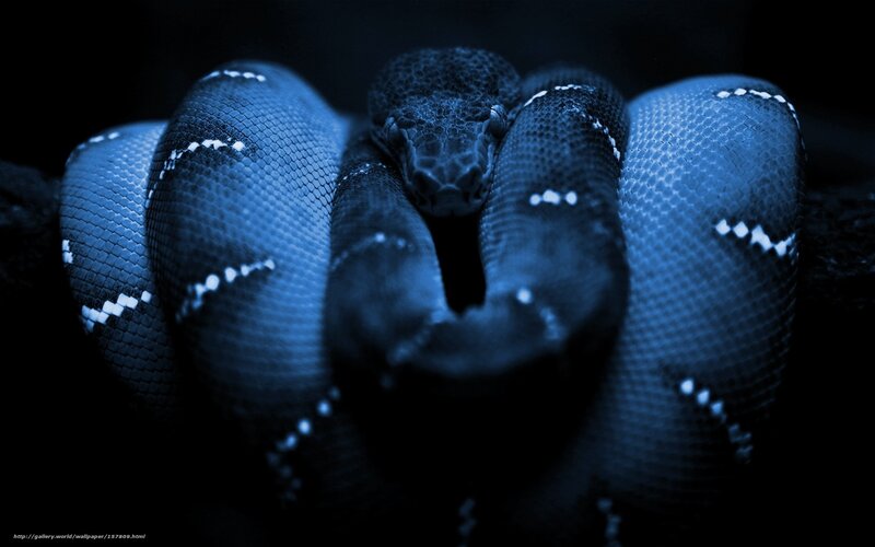 coiled blue snake