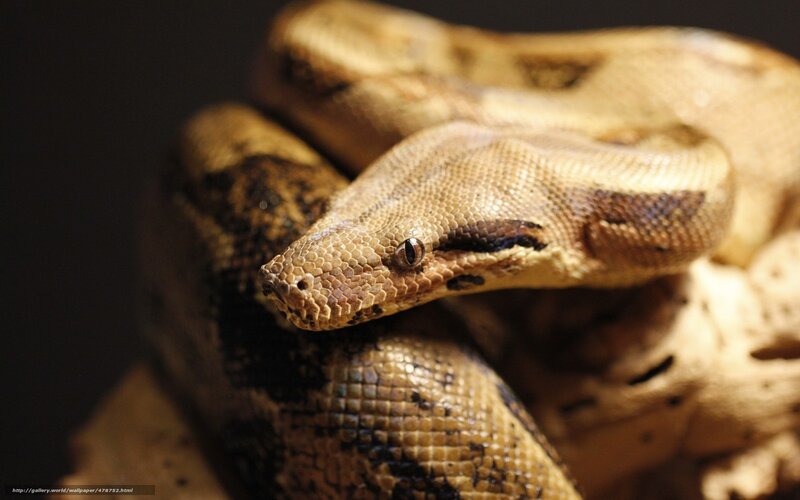 coiled boa constrictor