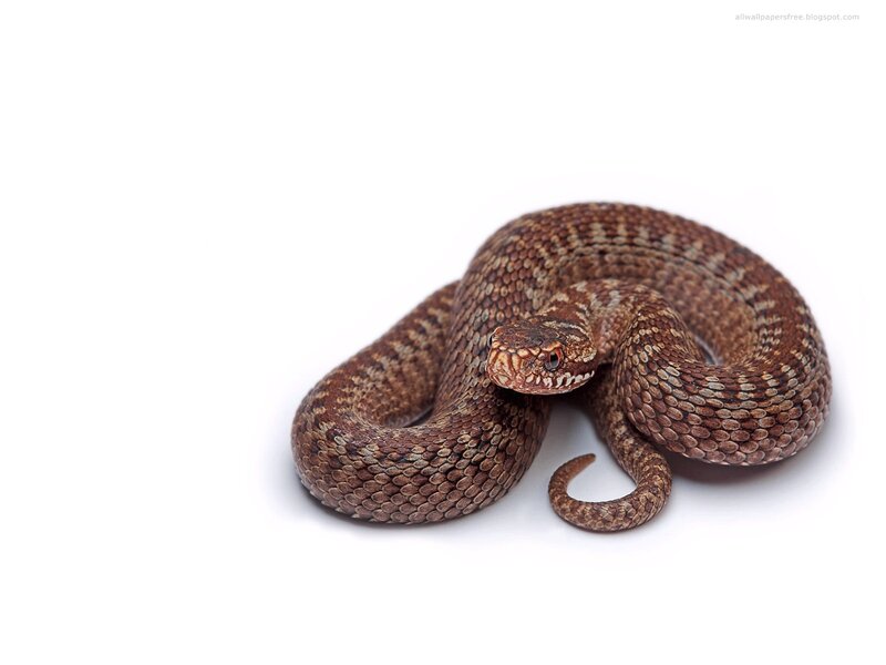 coiled brown snake
