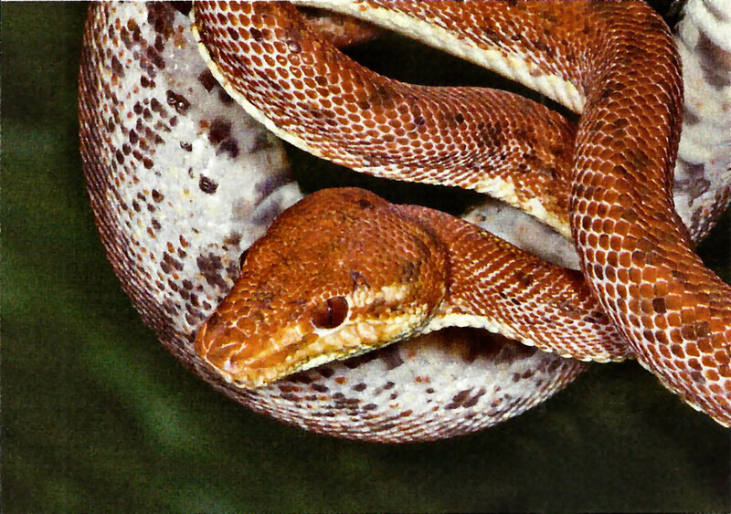 Coiled Brown Snake — Calm