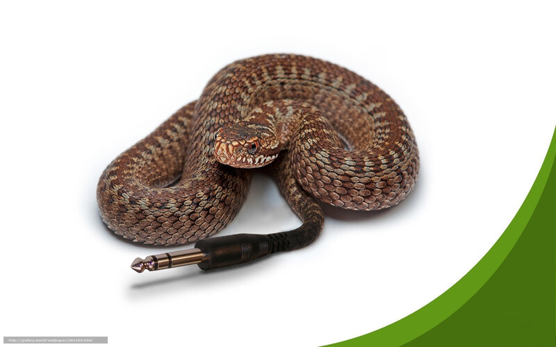 Coiled Brown Snake — Neutral, Photograph