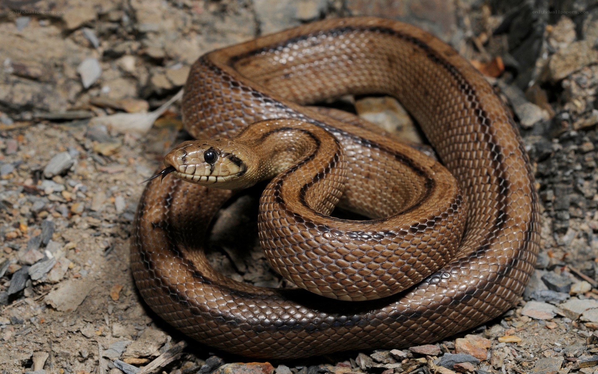 coiled brown snake on gravel