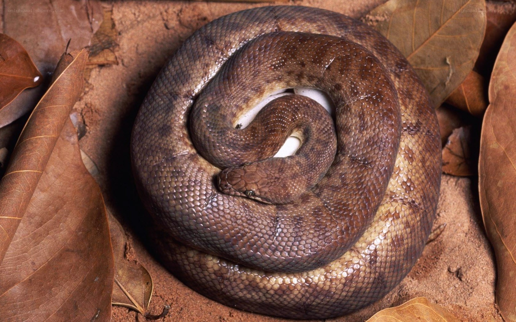 Coiled brown snake on leaves