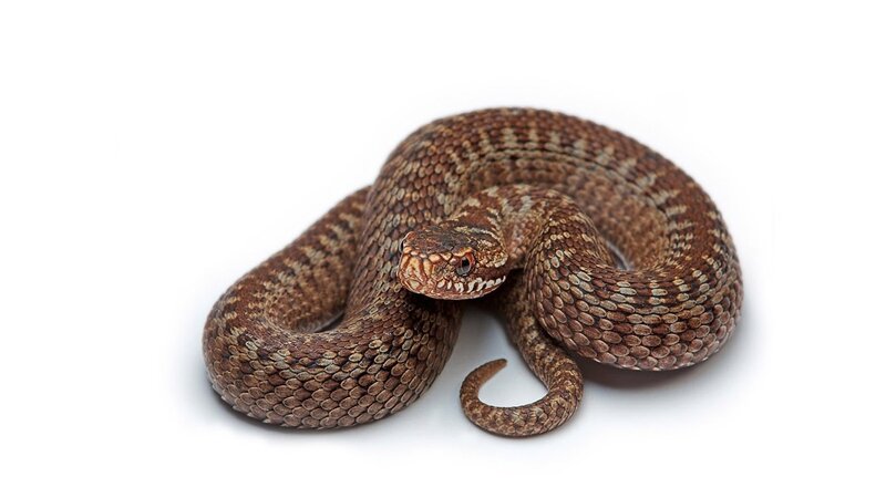 Coiled Brown Snake — White Background