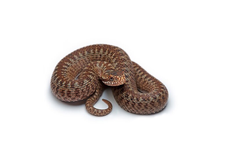 Coiled Brown Viper — Neutral, Photograph