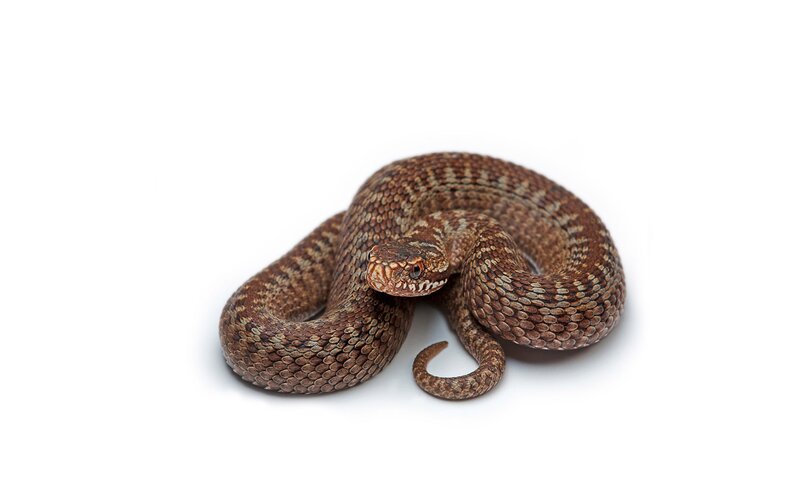 Coiled Brown Viper — Neutral