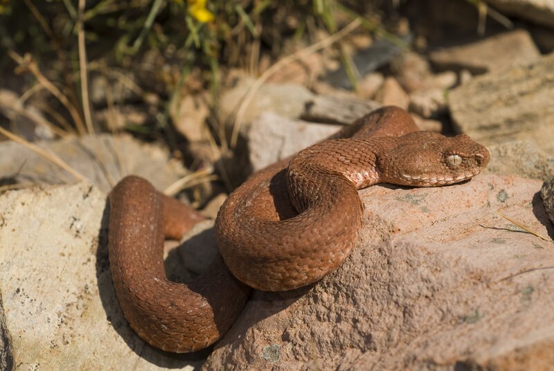 coiled brown viper on rock