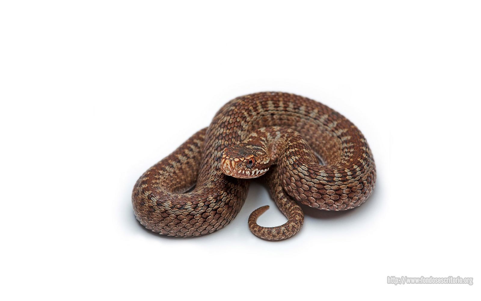 coiled brown viper snake