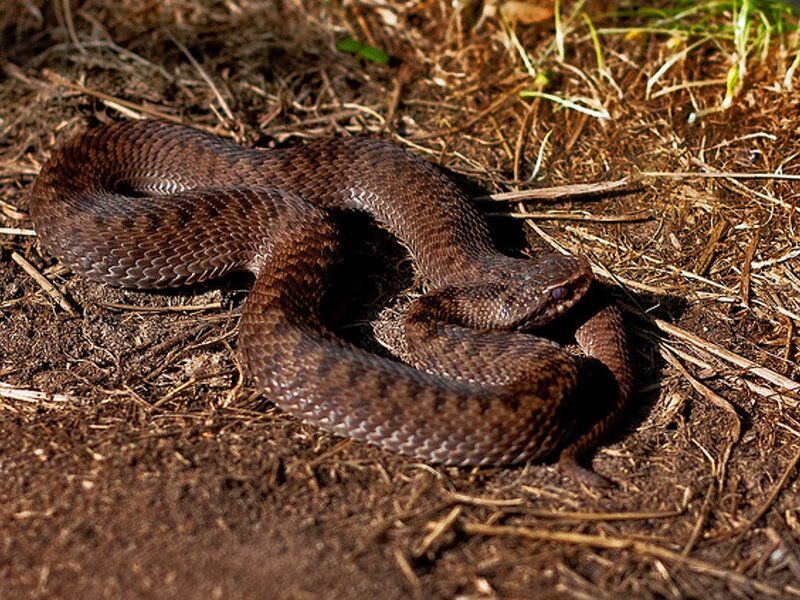 Coiled Brown Viper