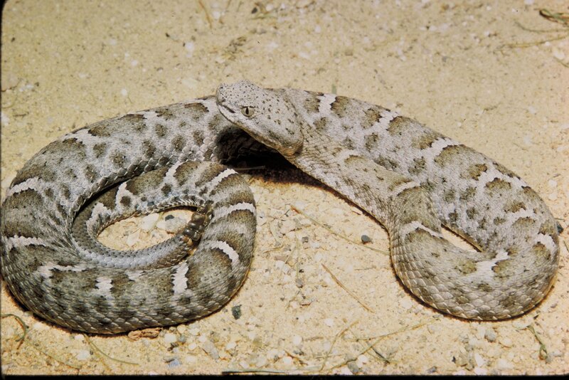 Coiled Desert Rattlesnake — Brown