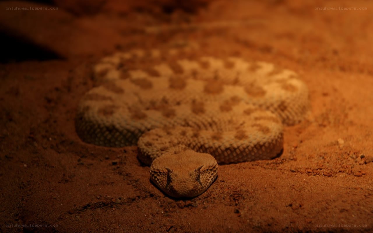 coiled desert rattlesnake