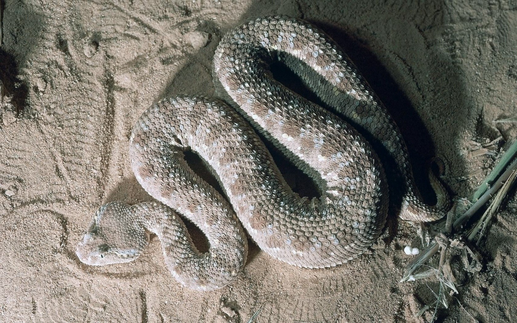 coiled desert viper