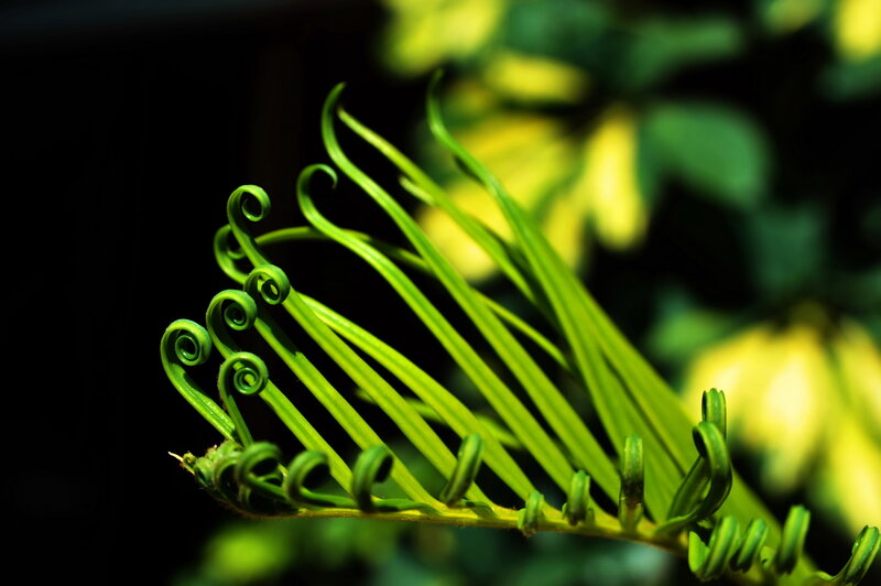Coiled Fern Frond