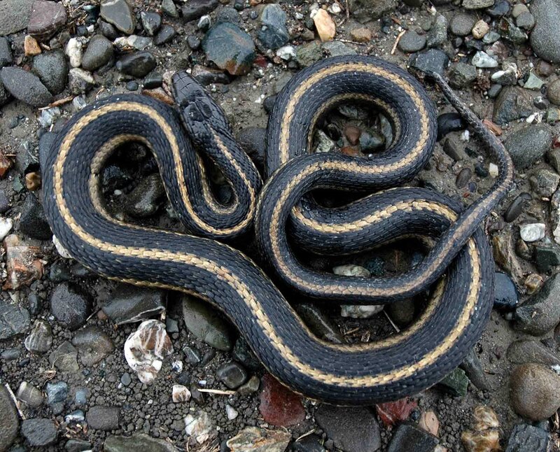 Coiled Garter Snake