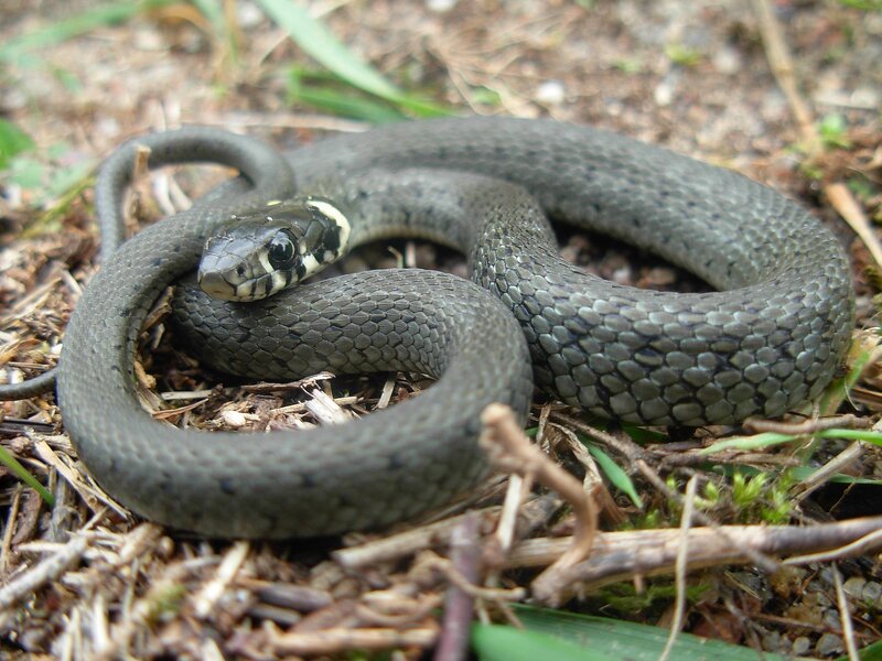coiled grass snake on ground