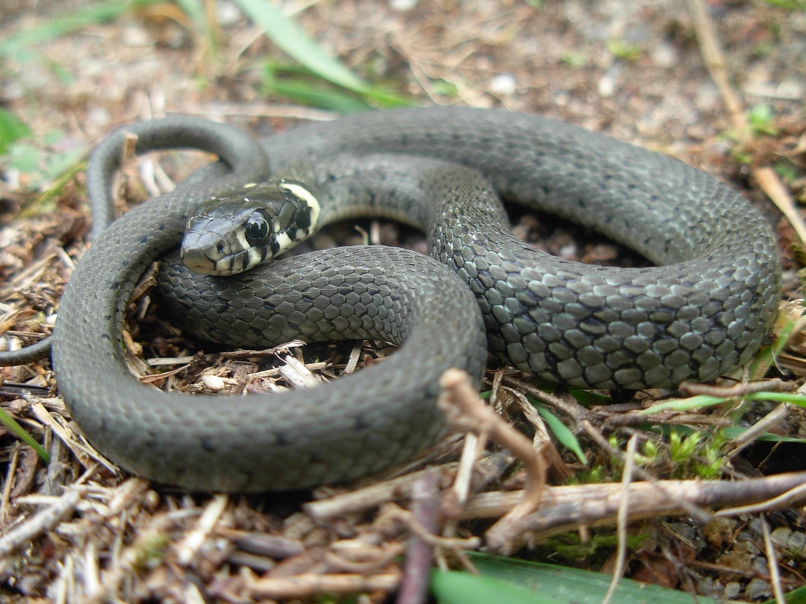 coiled grass snake on ground