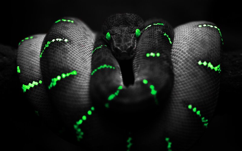 Coiled Green-scaled Snake — Black