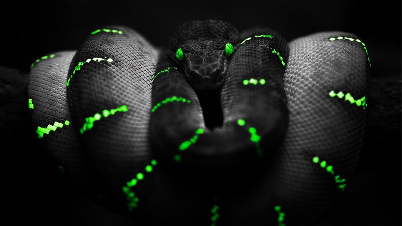 Coiled Green-scaled Snake