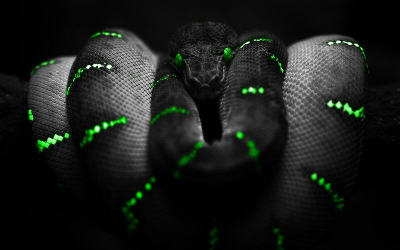 Coiled Green Snake — Black