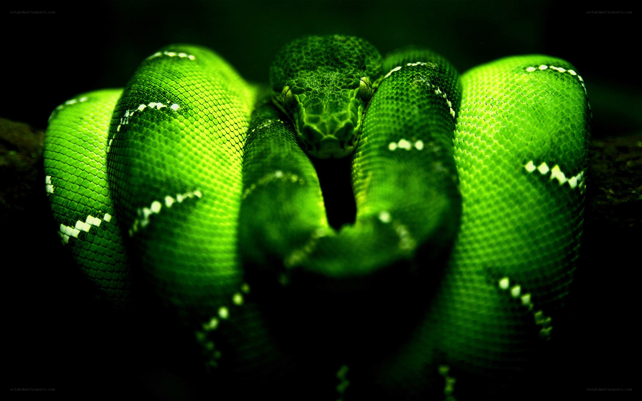 coiled green snake in darkness