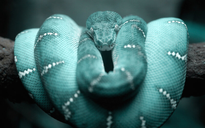 coiled green tree python