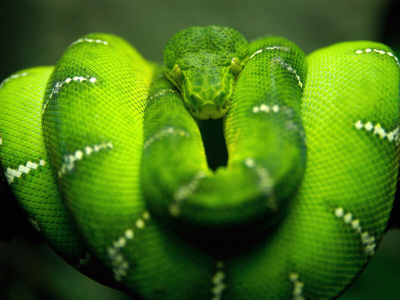 coiled green tree python