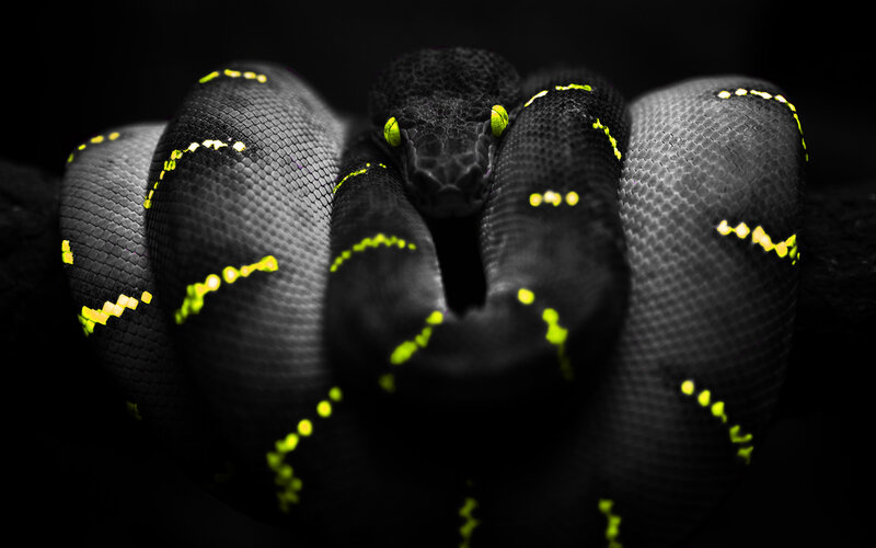 Coiled Green Tree Python — Black, Dramatic