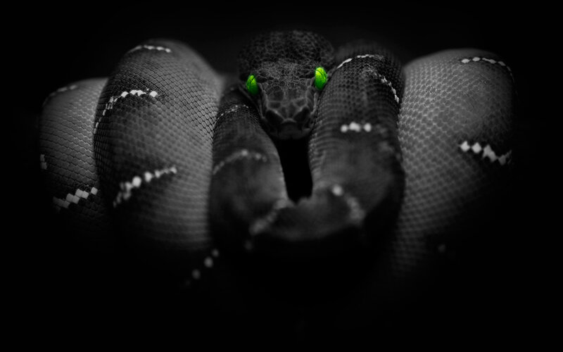 Coiled Green Tree Python — Black