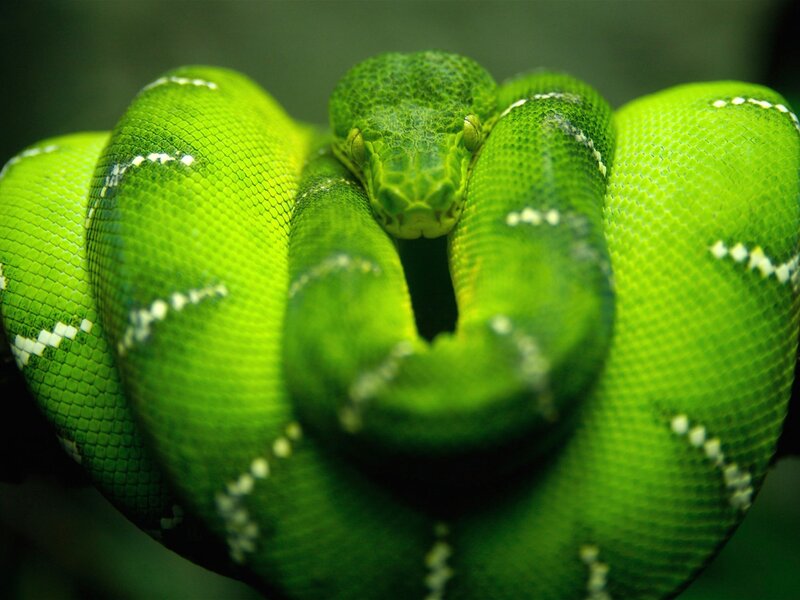 coiled green tree python