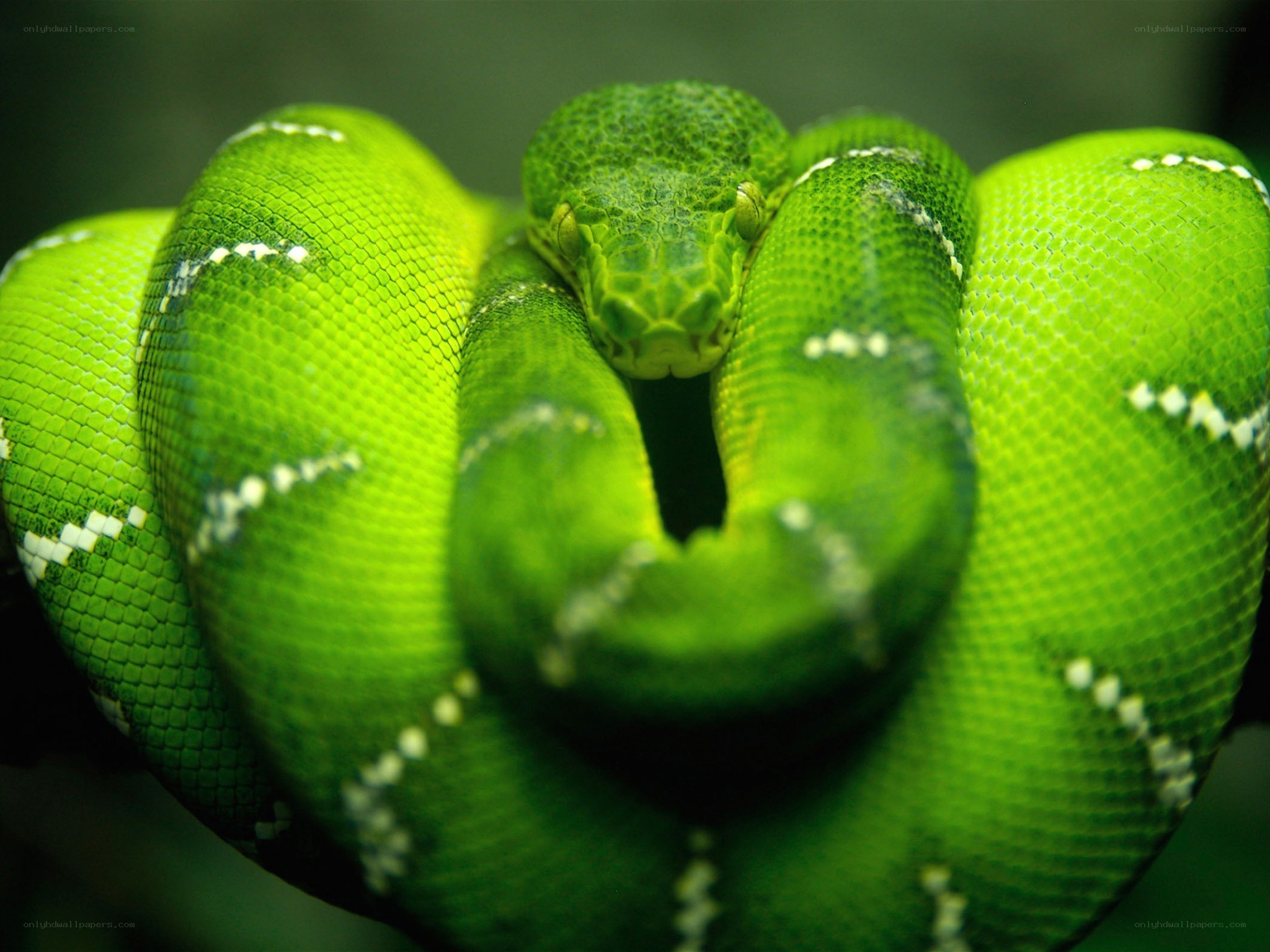 coiled green tree python