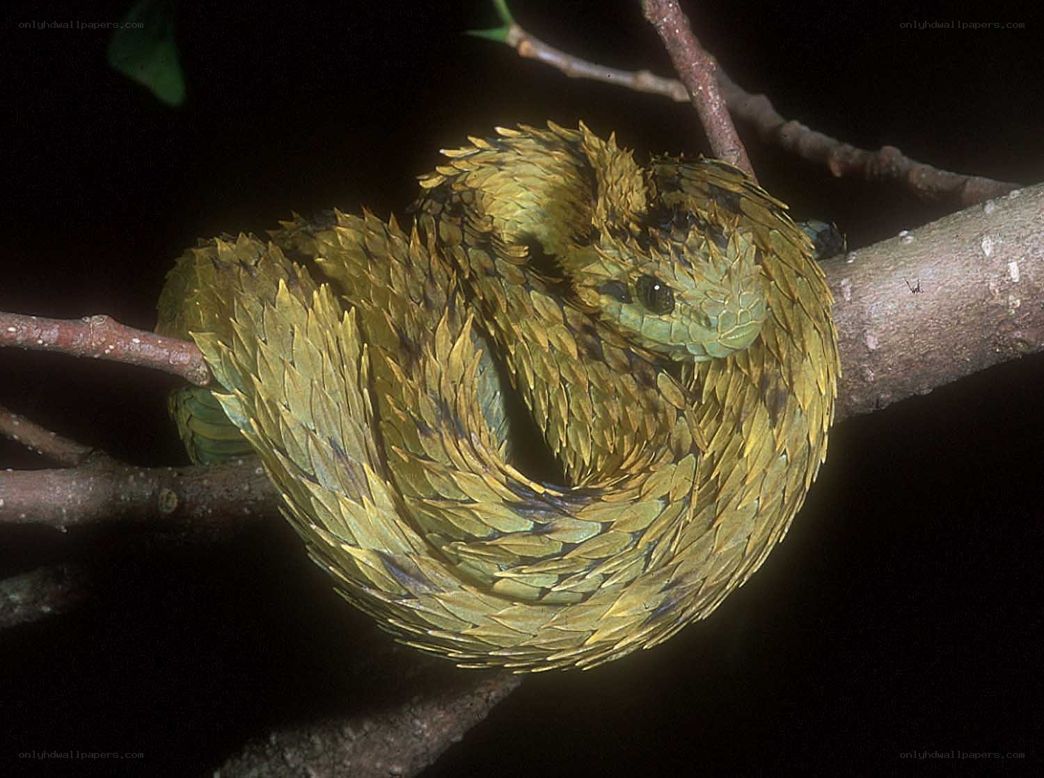 Coiled green tree viper