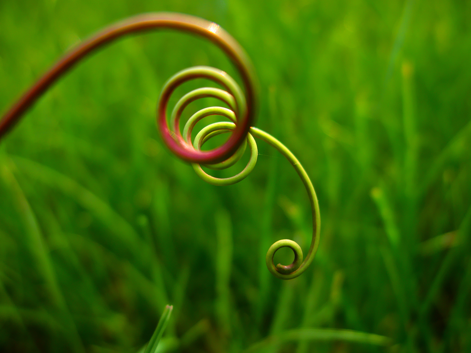 Coiled green vine in grass