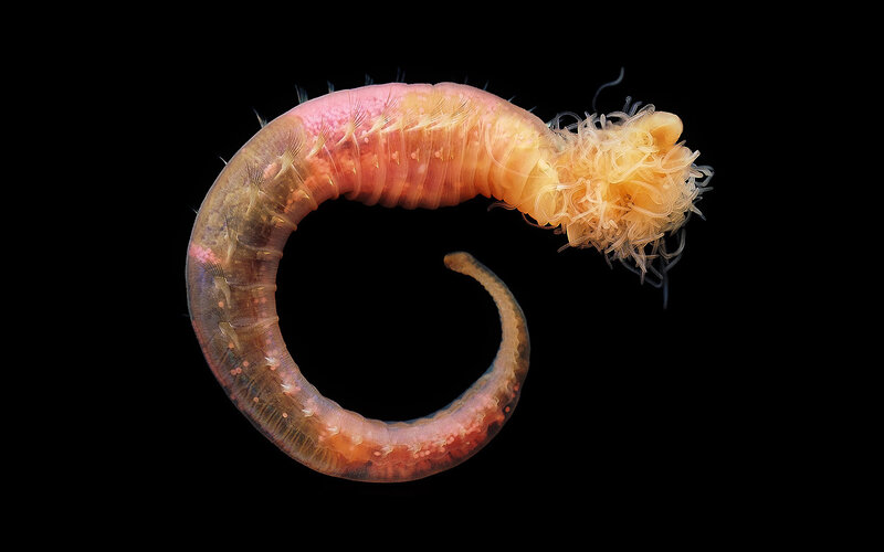 coiled marine worm