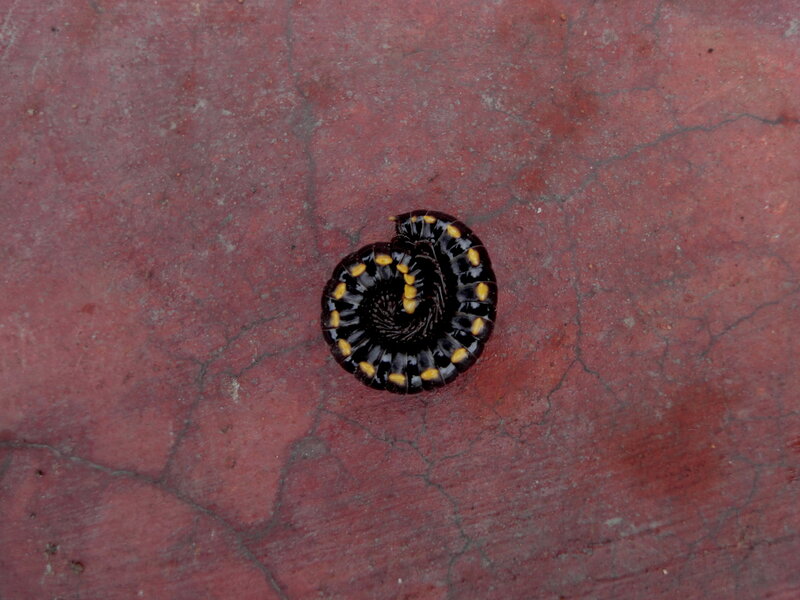 coiled millipede on red surface